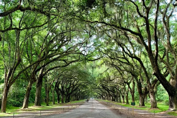 Trees covering road in Georgia