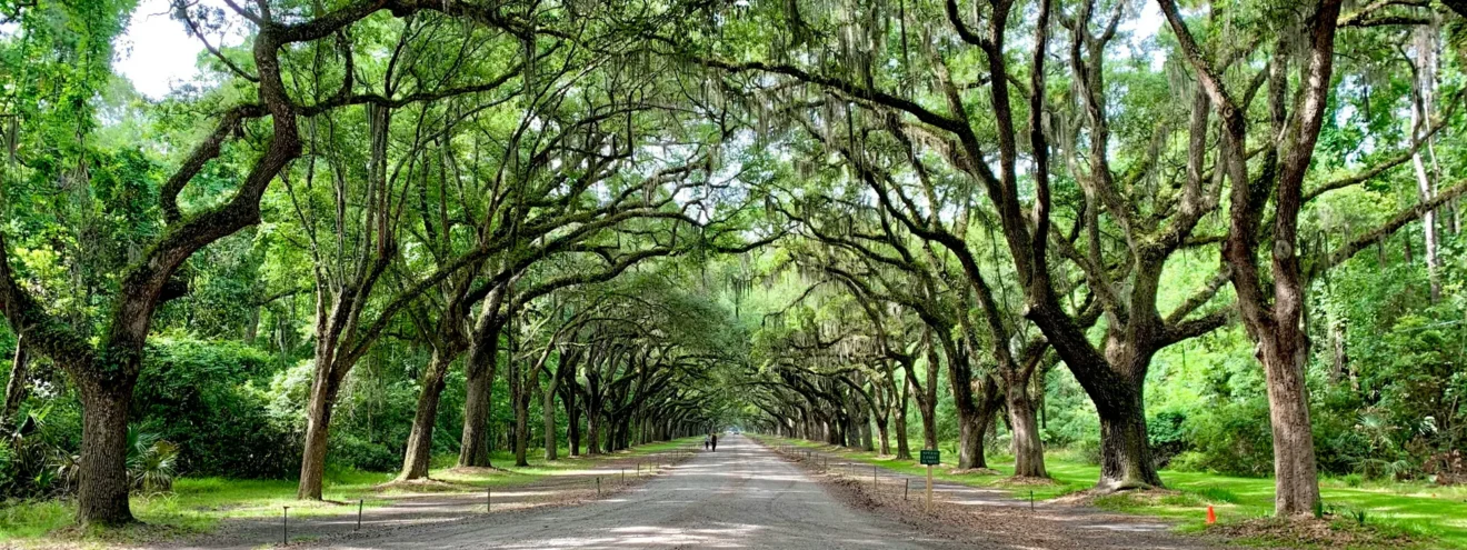 Long view of a gravel road with trees from both sides of the road covering in Georgia.