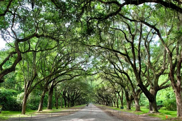 Long view of a gravel road with trees from both sides of the road covering in Georgia.